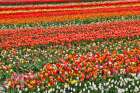 USA, Washington State. Skagit Valley, tulips grown in field Art Print